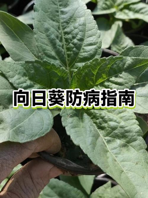 向日葵治什么病最好
