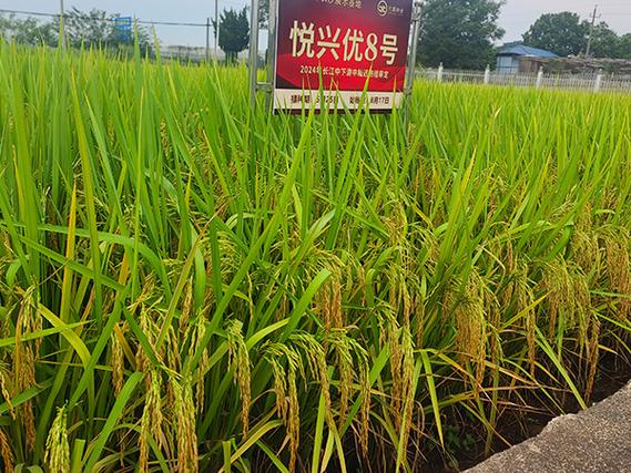 织峰种业公司产品介绍