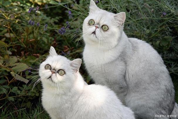 小奶猫叫什么名字好听截图