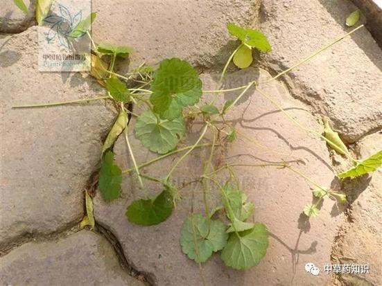 连线草中药图片缩略图