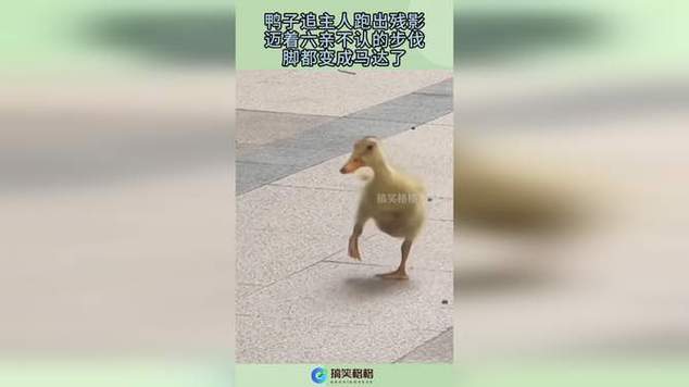 为什么鸭子追着人跑