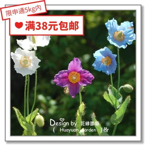 花缘网
