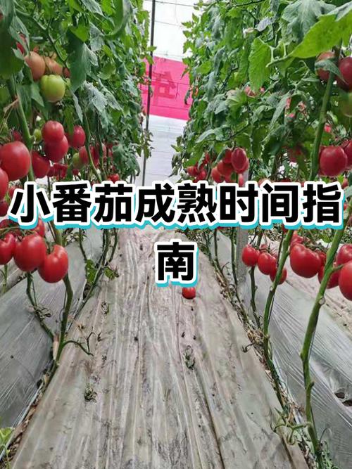 小番茄扦插方法