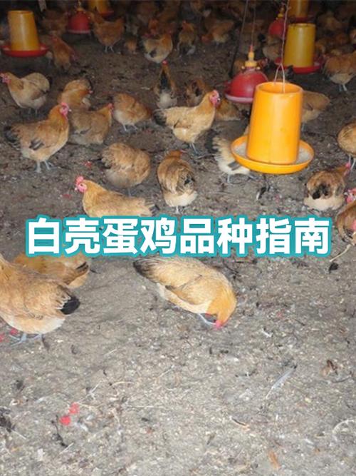 大白鸡是什么品种缩略图