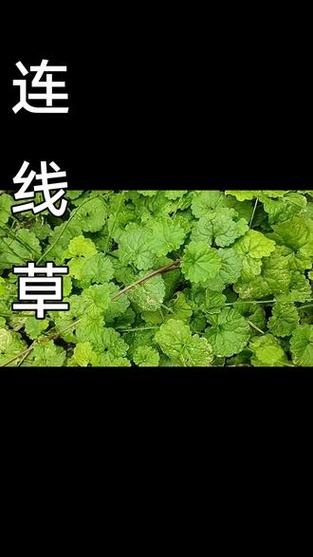 透骨消草药图片缩略图