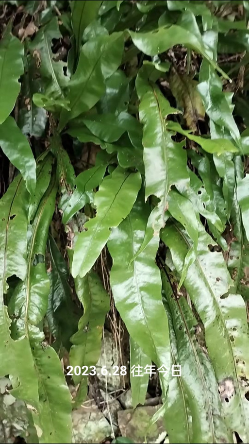 治偏瘫的中药第一名