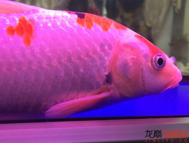 鱼鳃一边不张开