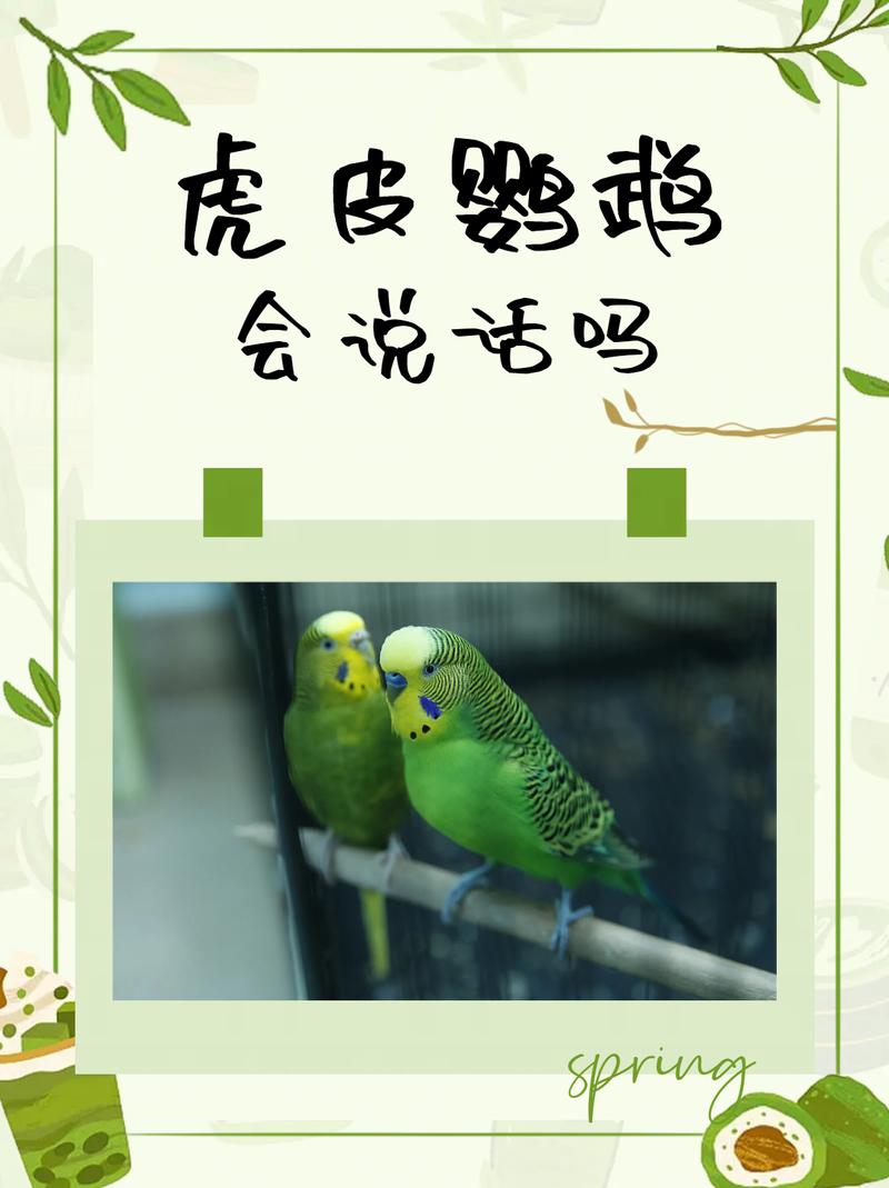鹦鹉能模仿人说话吗