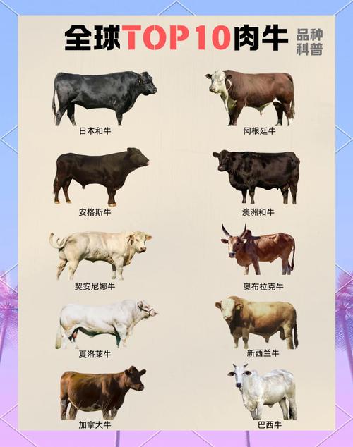 世界十大牛肉排名缩略图