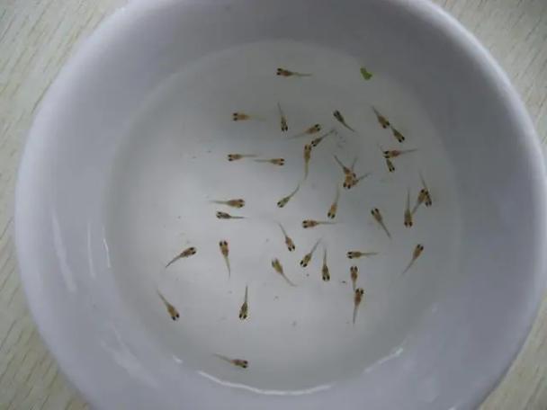 鱼生小鱼是从哪里出来的视频
