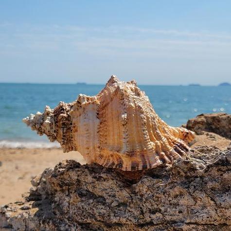 适合带孩子赶海捡贝壳的