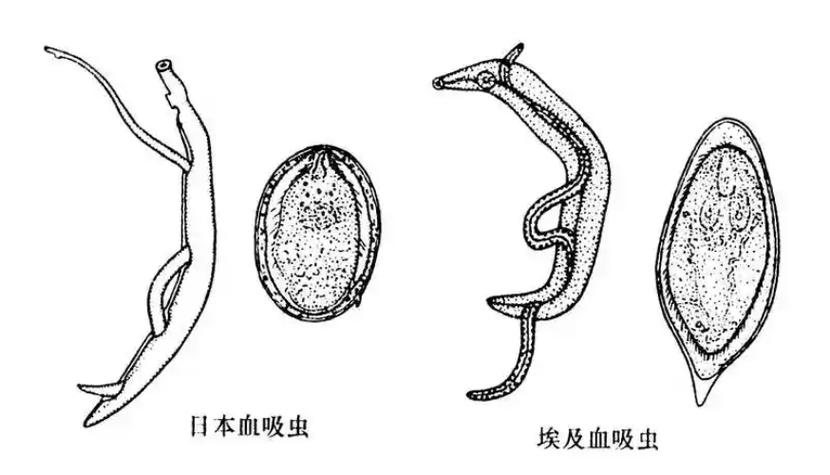 自然疫源性寄生虫