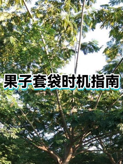 苹果套袋的正确方法