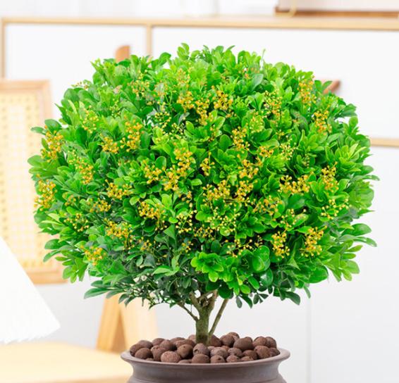 米兰开花不香是什么原因
