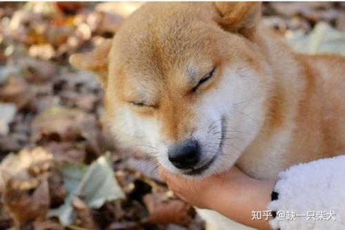 不纯的黑柴