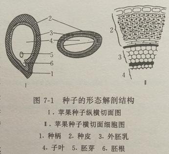 苹果籽属于器官还是组织
