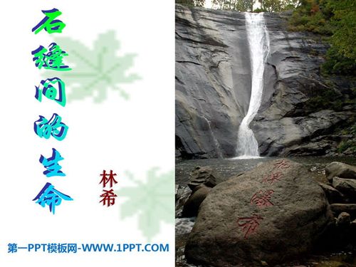 《石缝间的生命》批注