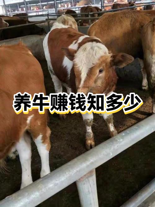 养牛赚钱吗图标
