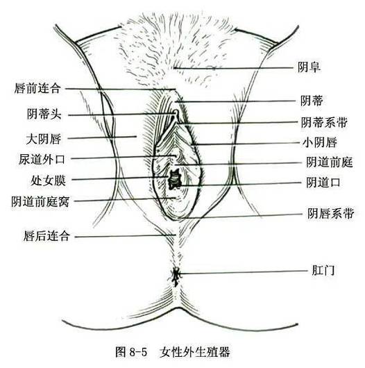 女性生殖系统