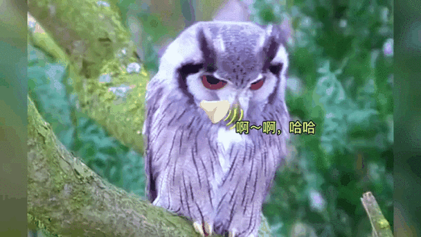 猫头鹰叫声大全图标
