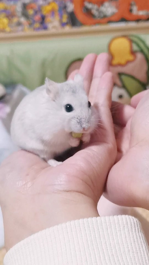 仓鼠博主