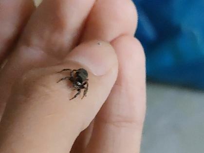 小蜘蛛