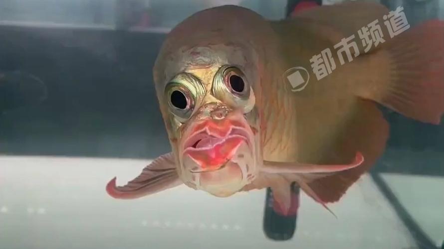 丑鱼视频无广告版本