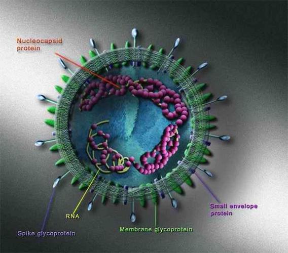 sars病毒是dna还是rna