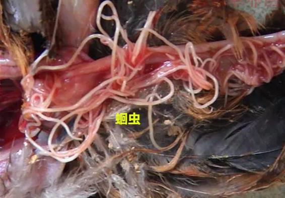 鹅鸭杀宿主和寄生者