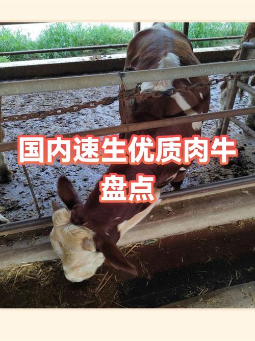 速生牛