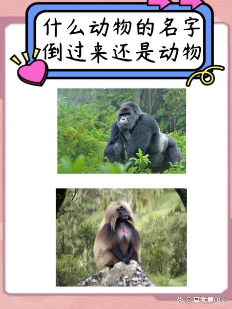 薄雾中的大猩猩小说网截图