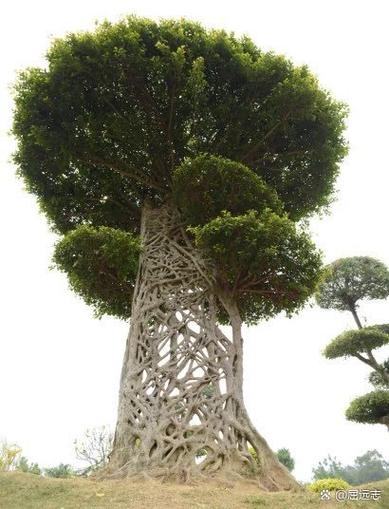 一种缠绕大树的植物