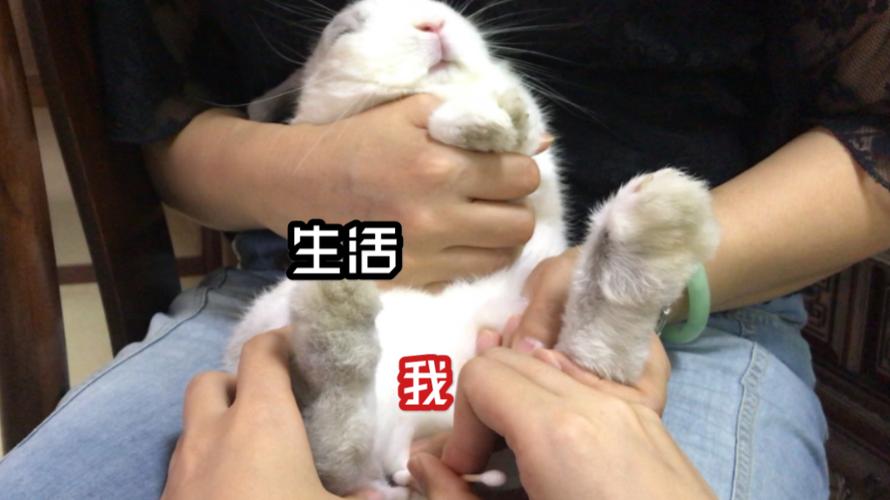 怎么给兔星球的动物清理臭腺
