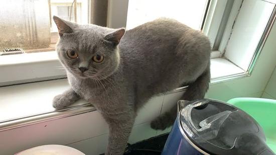 猫丢了可以找消防吗