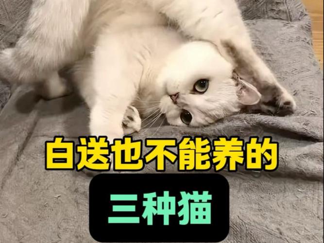 猫为什么不能白送人