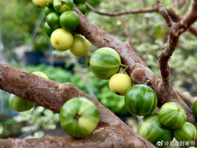 七彩果树图片游戏截图