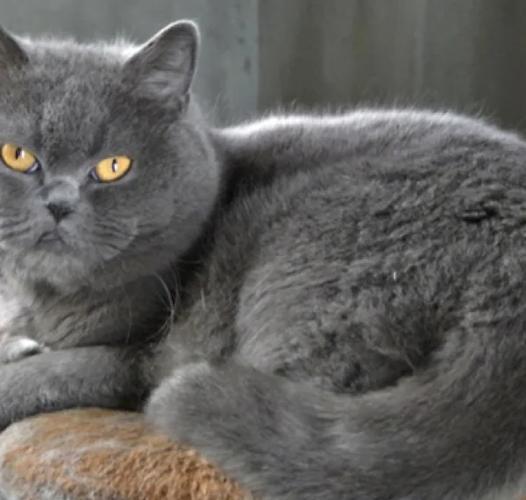 蓝猫母的好还是公的好图标