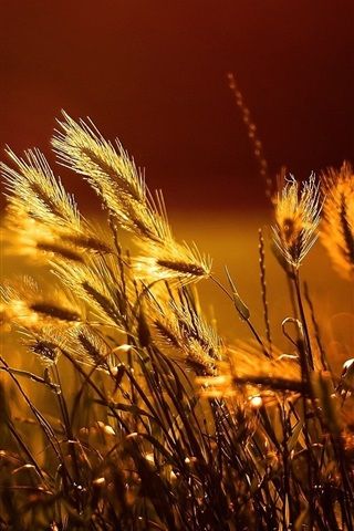 iphone照片虚化背景
