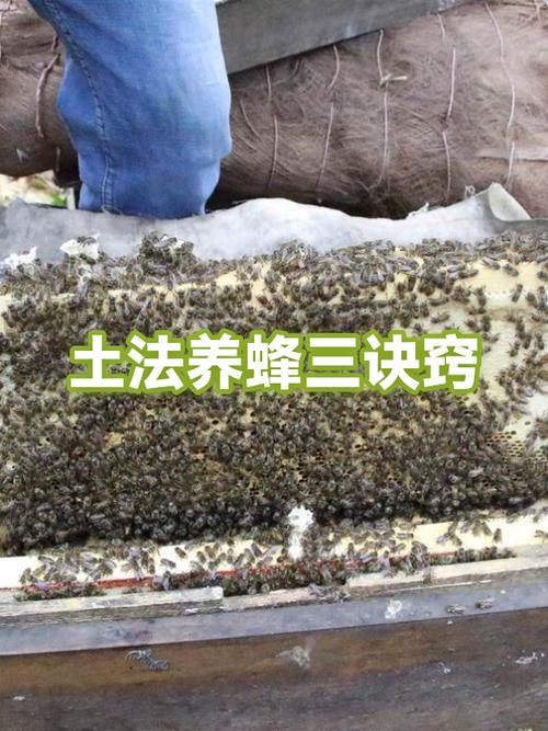 农村养蜂土方法