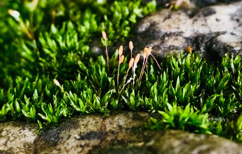 苔藓和青苔的区别缩略图