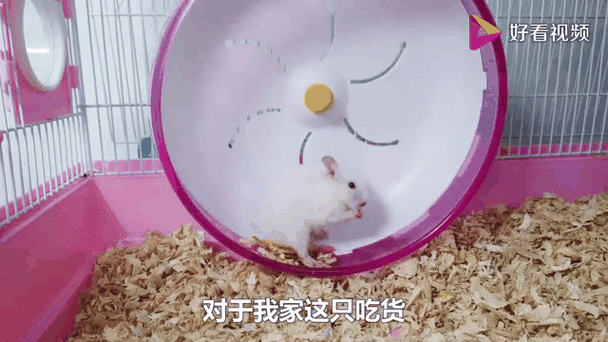 仓鼠一直跑跑轮会累死吗