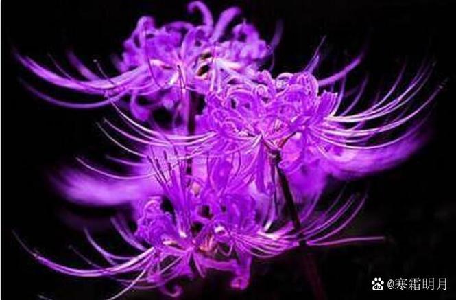紫色彼岸花的真正花语