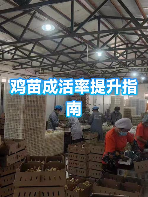 小鸡苗怎么养成活率高