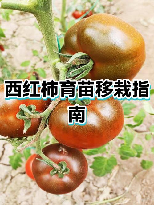 千禧番茄开花后多久果实成熟截图