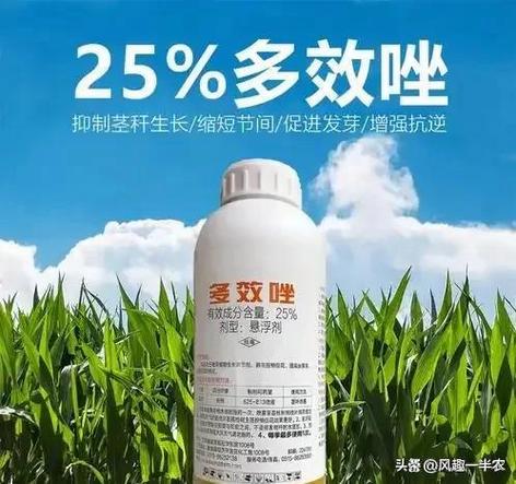 多效唑好还是矮壮素好