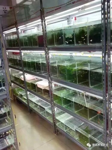 小鱼缸增氧过滤一体推荐