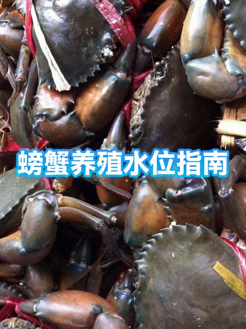 螃蟹在水下可以待多久缩略图