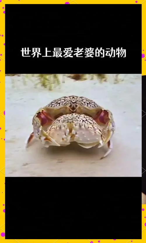 大螃蟹保存活得久一点能活久