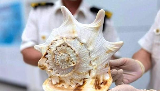 海螺壳有假的吗