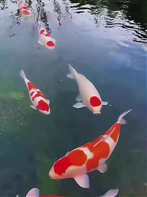 锦鲤鸿运当头图标